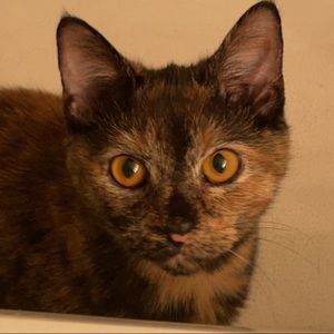 Meet your Posher, Travis